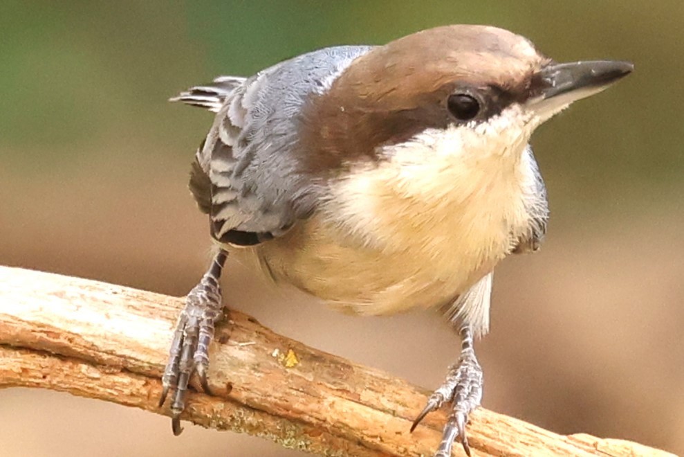 Brown-headed Nuthatch - ML625369242