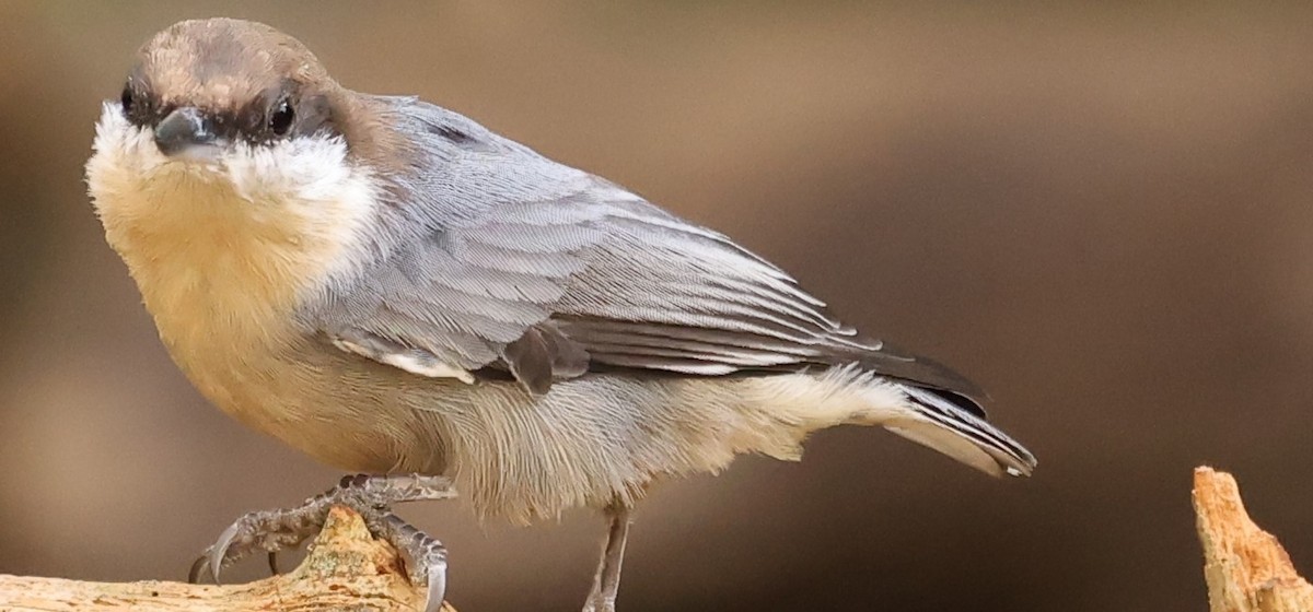 Brown-headed Nuthatch - Duane Yarbrough