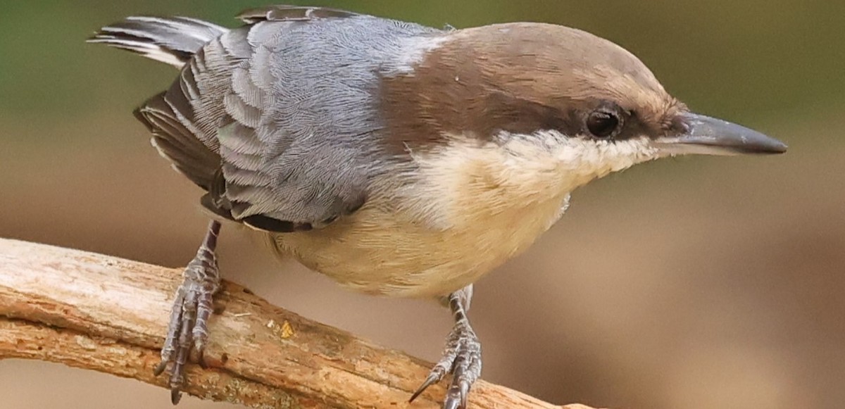 Brown-headed Nuthatch - ML625369244