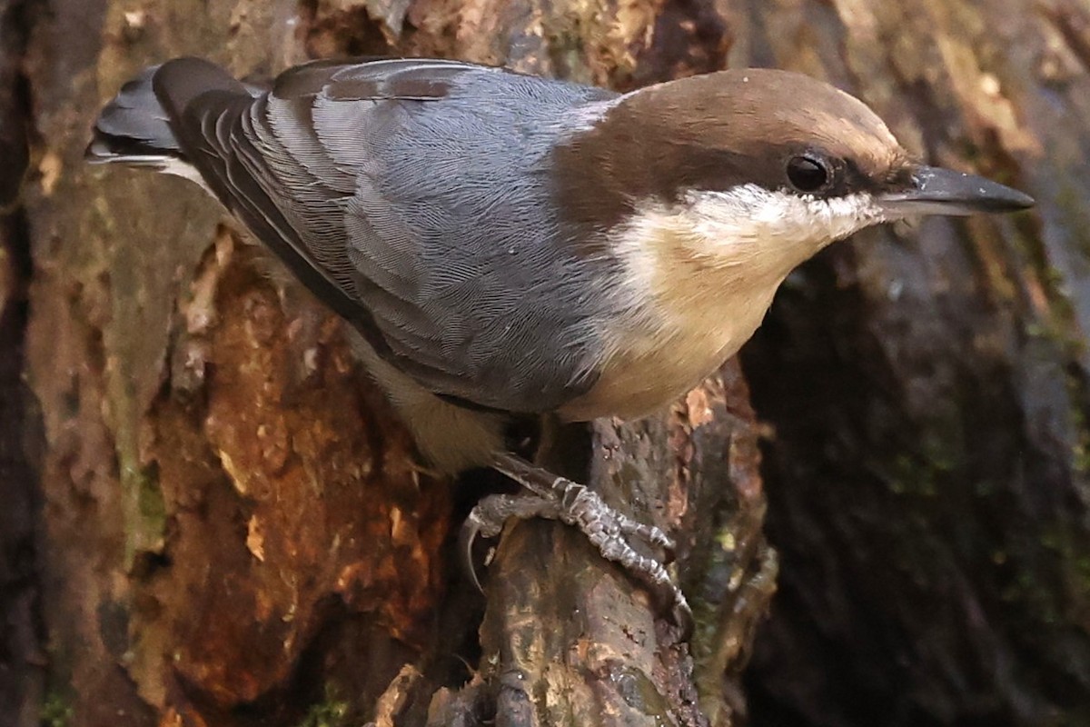 Brown-headed Nuthatch - ML625369245