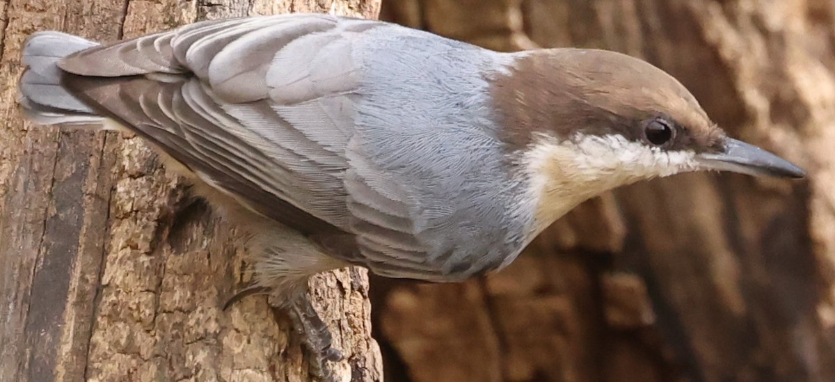 Brown-headed Nuthatch - ML625369246