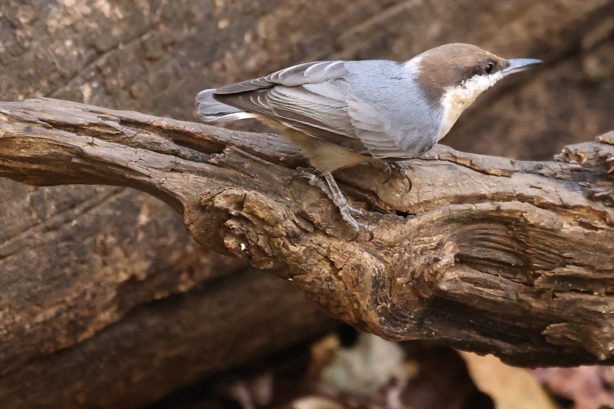 Brown-headed Nuthatch - ML625369247