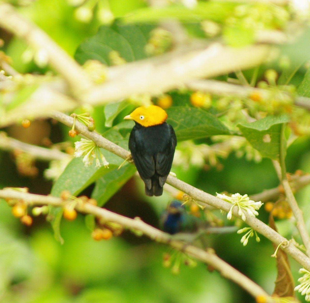 Golden-headed Manakin - ML625369319