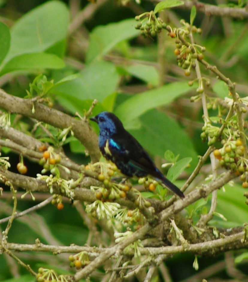 Turquoise Tanager - ML625369374