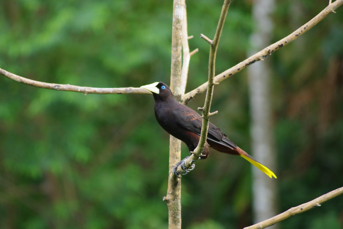 Crested Oropendola - ML625369466