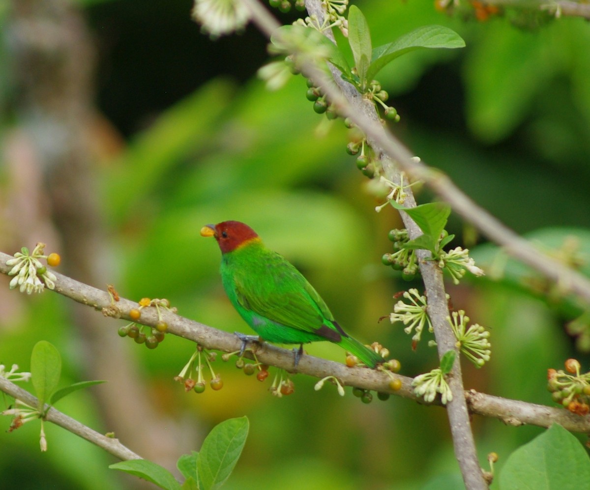 Bay-headed Tanager - ML625369498