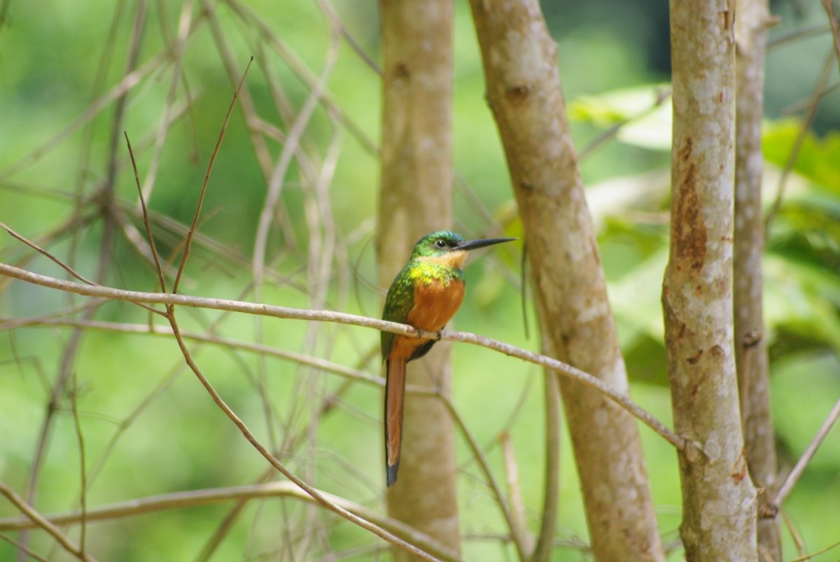 Rufous-tailed Jacamar - ML625369533