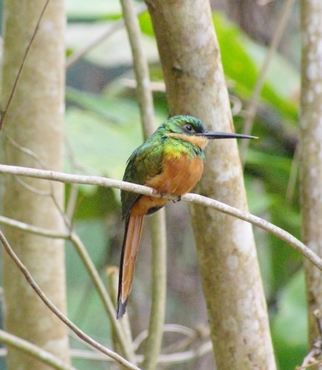 Rufous-tailed Jacamar - ML625369560