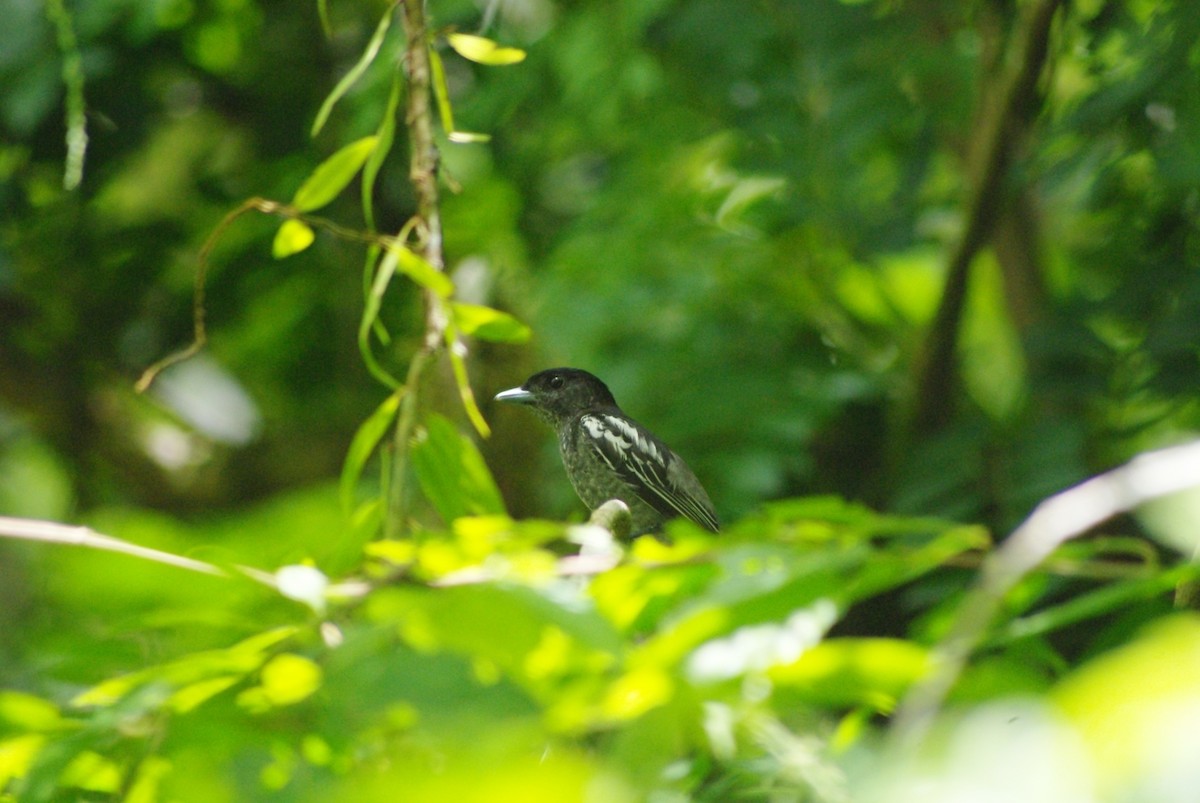 White-winged Becard - ML625369597