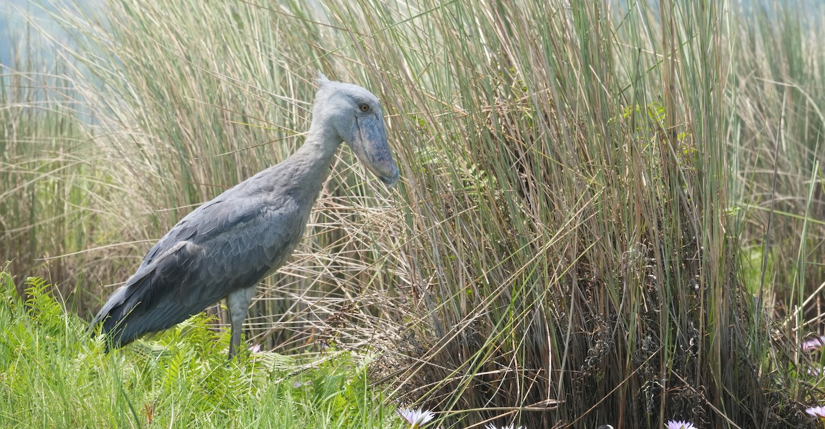 Shoebill - ML625369630