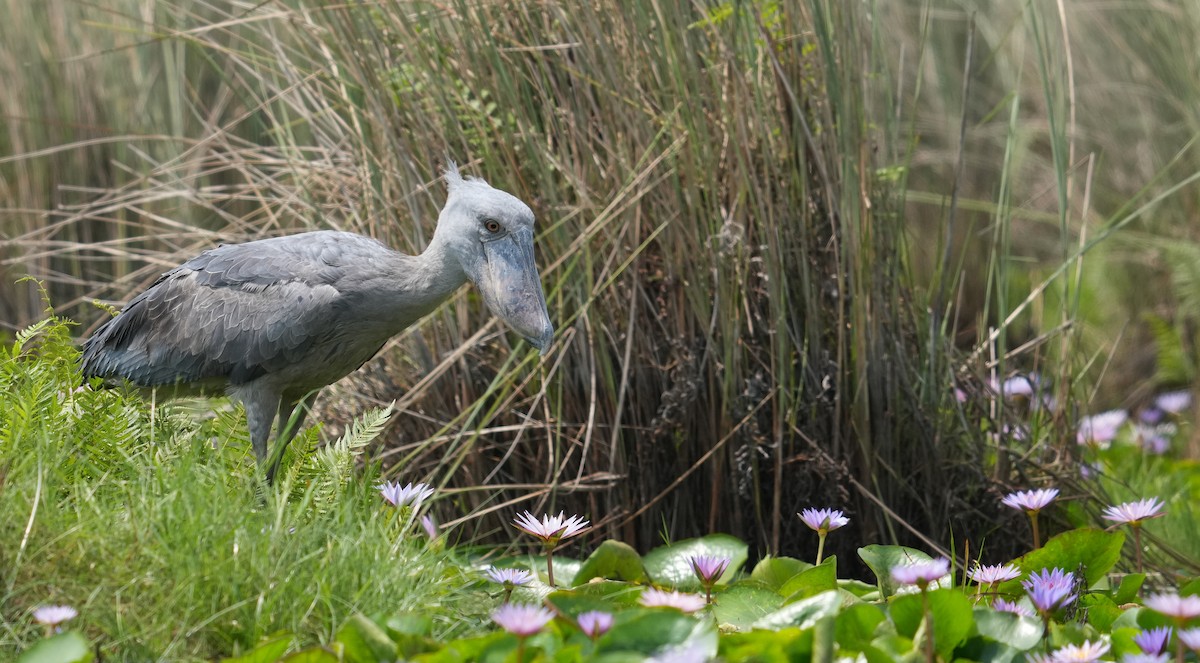 Shoebill - ML625369636