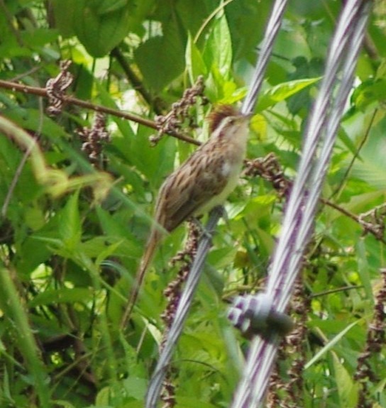 Striped Cuckoo - ML625369637