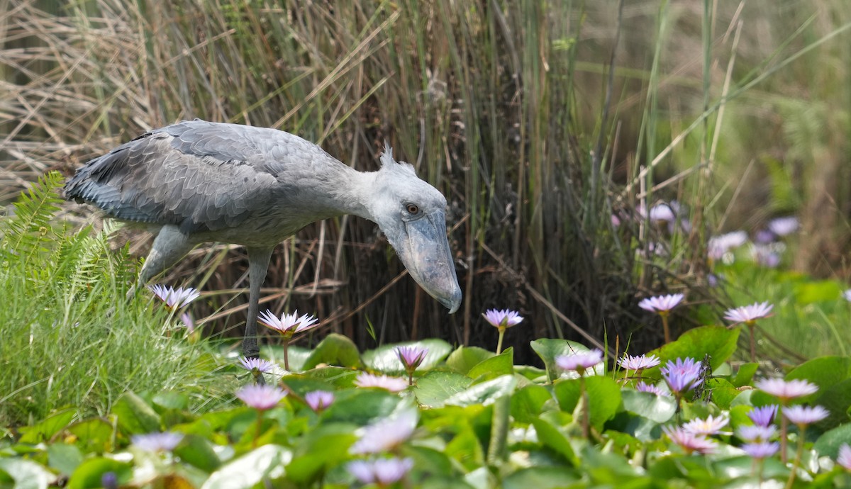 Shoebill - ML625369639