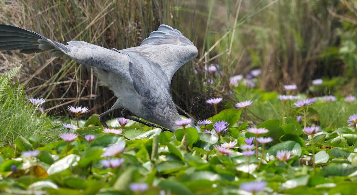 Shoebill - ML625369645