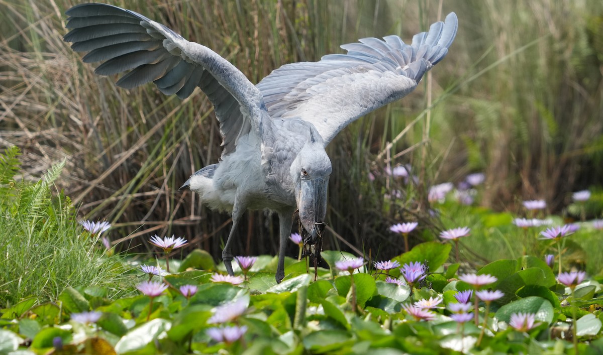 Shoebill - ML625369650