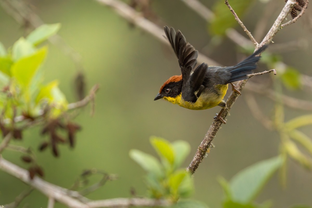 Atlapetes Pechiamarillo - ML625369651