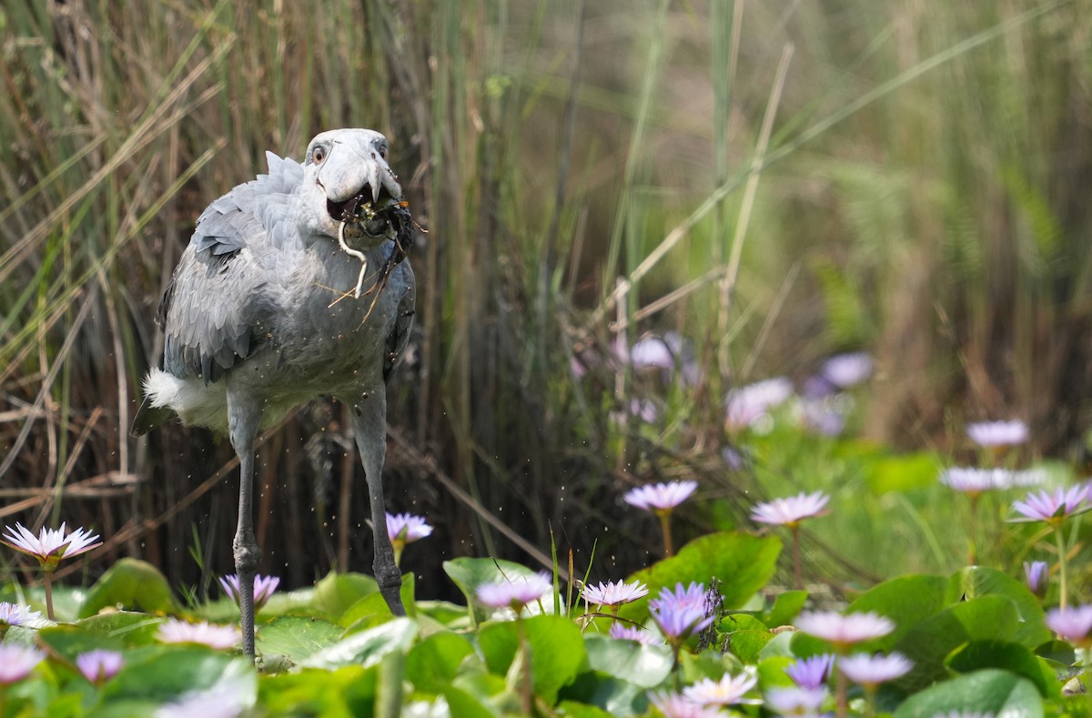 Shoebill - ML625369664