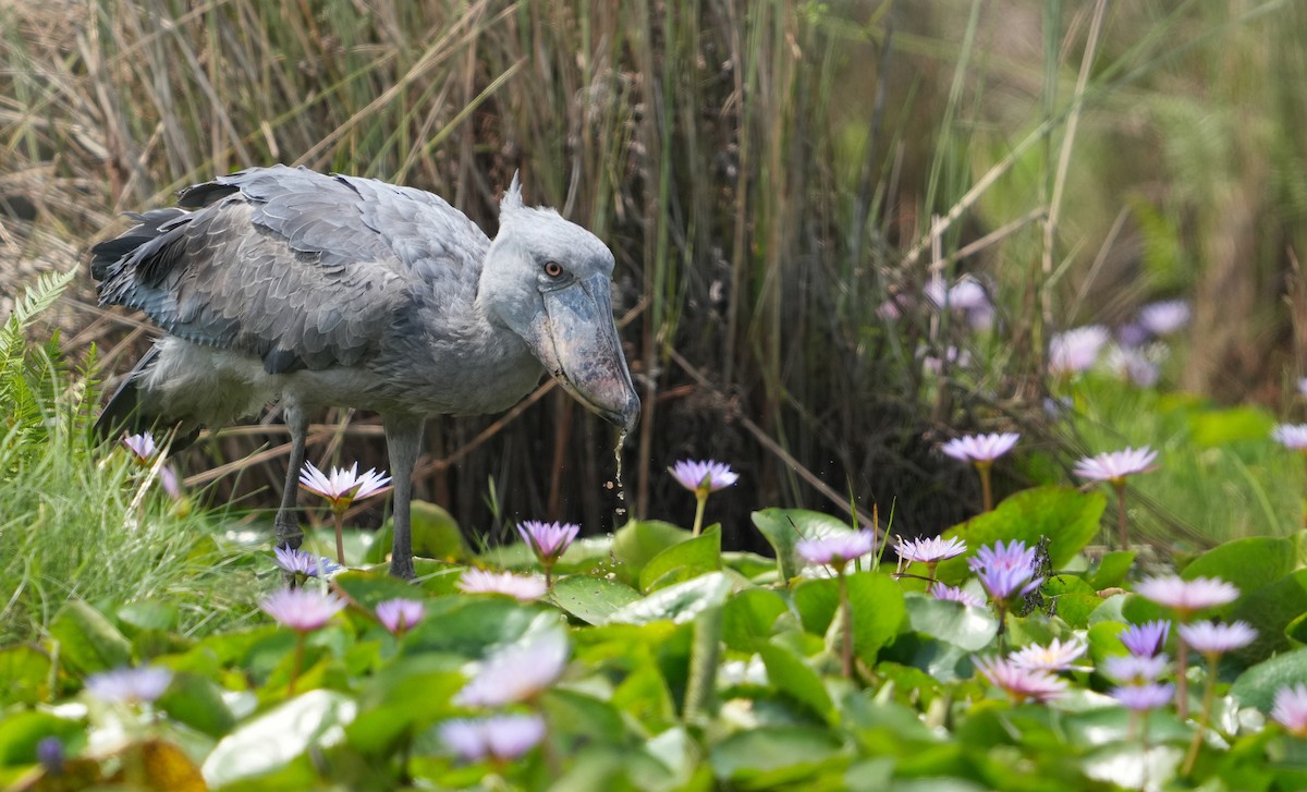 Shoebill - ML625369705