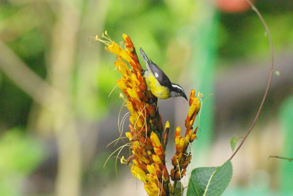 Bananaquit - ML625369726