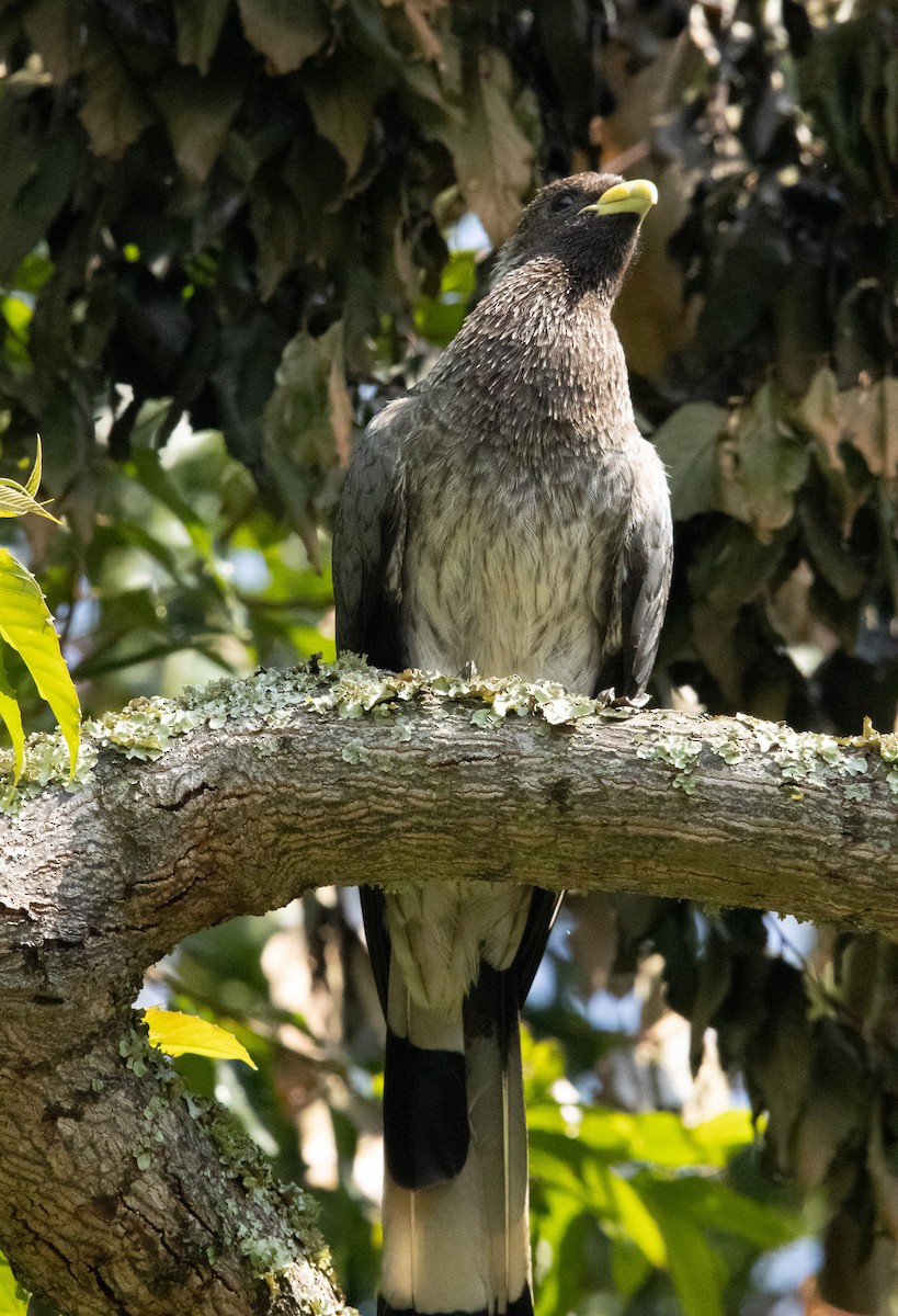 Eastern Plantain-eater - Keith Leonard