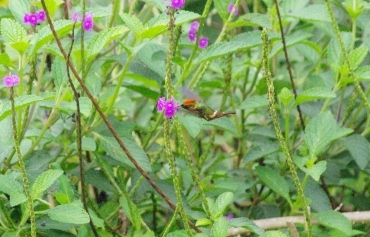 Tufted Coquette - ML625369824