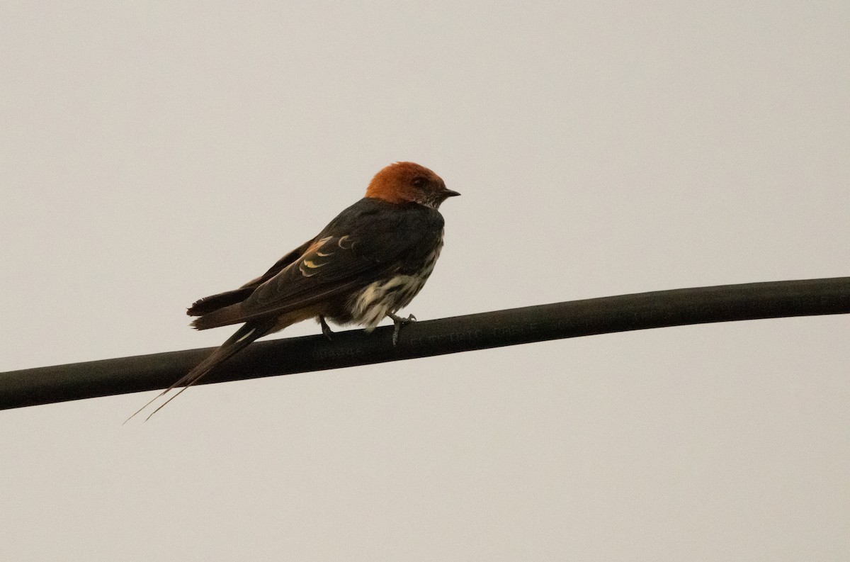 Lesser Striped Swallow - ML625369914