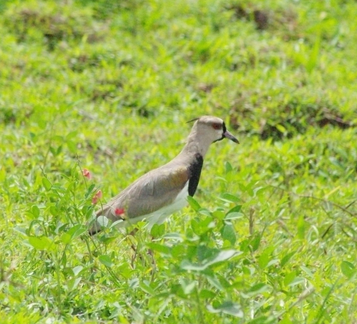 Southern Lapwing - ML625369936