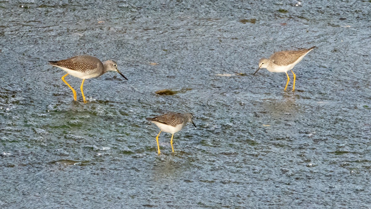 Lesser Yellowlegs - ML625369989