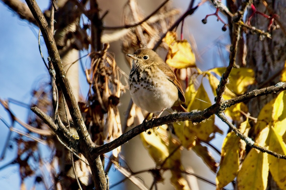 Hermit Thrush - ML625370098