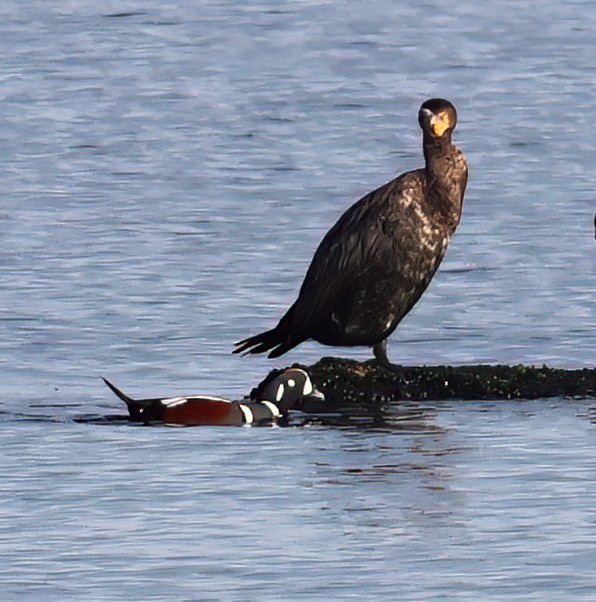 Harlequin Duck - ML625370309