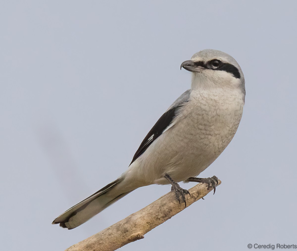 Alcaudón Boreal - ML625370541