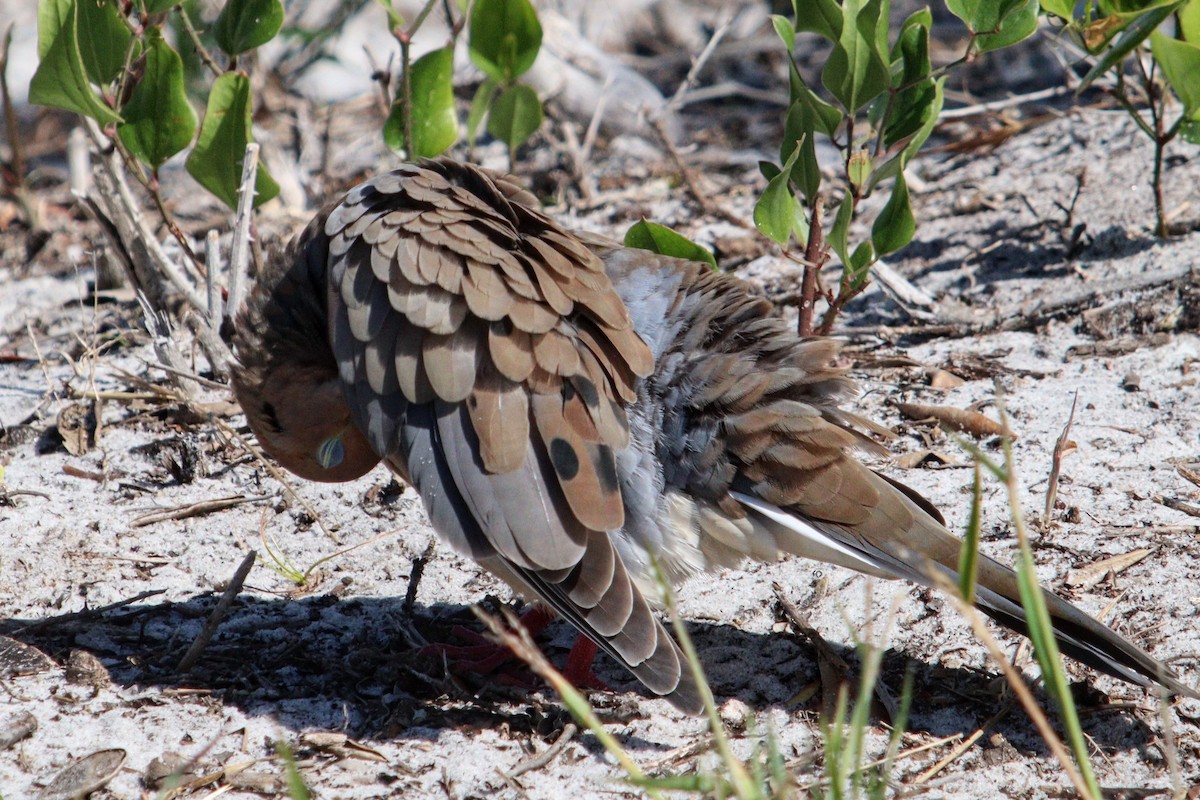 Mourning Dove - ML625370567