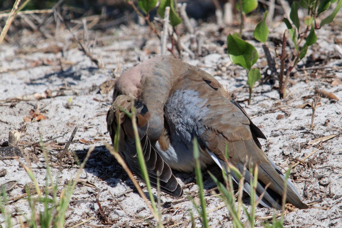 Mourning Dove - ML625370568
