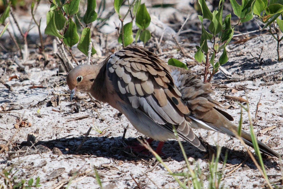 Mourning Dove - ML625370569