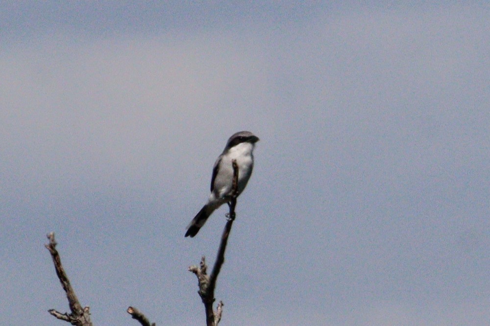Loggerhead Shrike - ML625370575