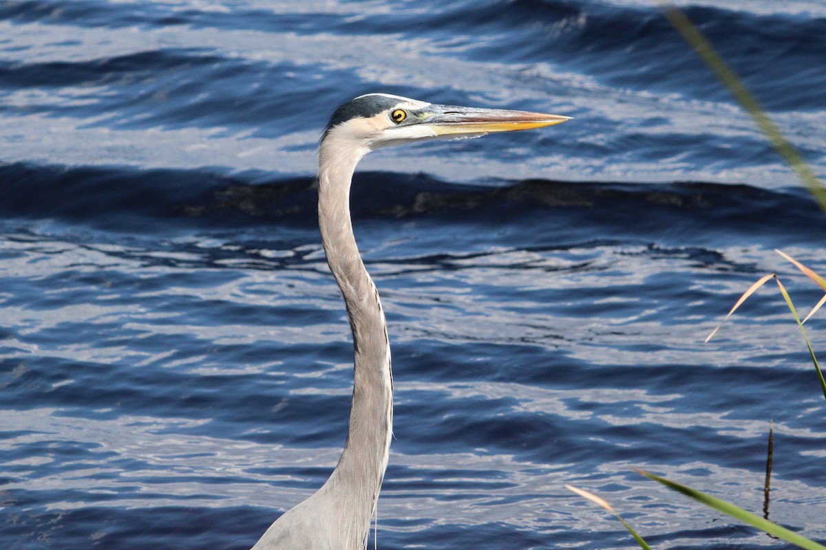 Great Blue Heron (Great Blue) - ML625370583