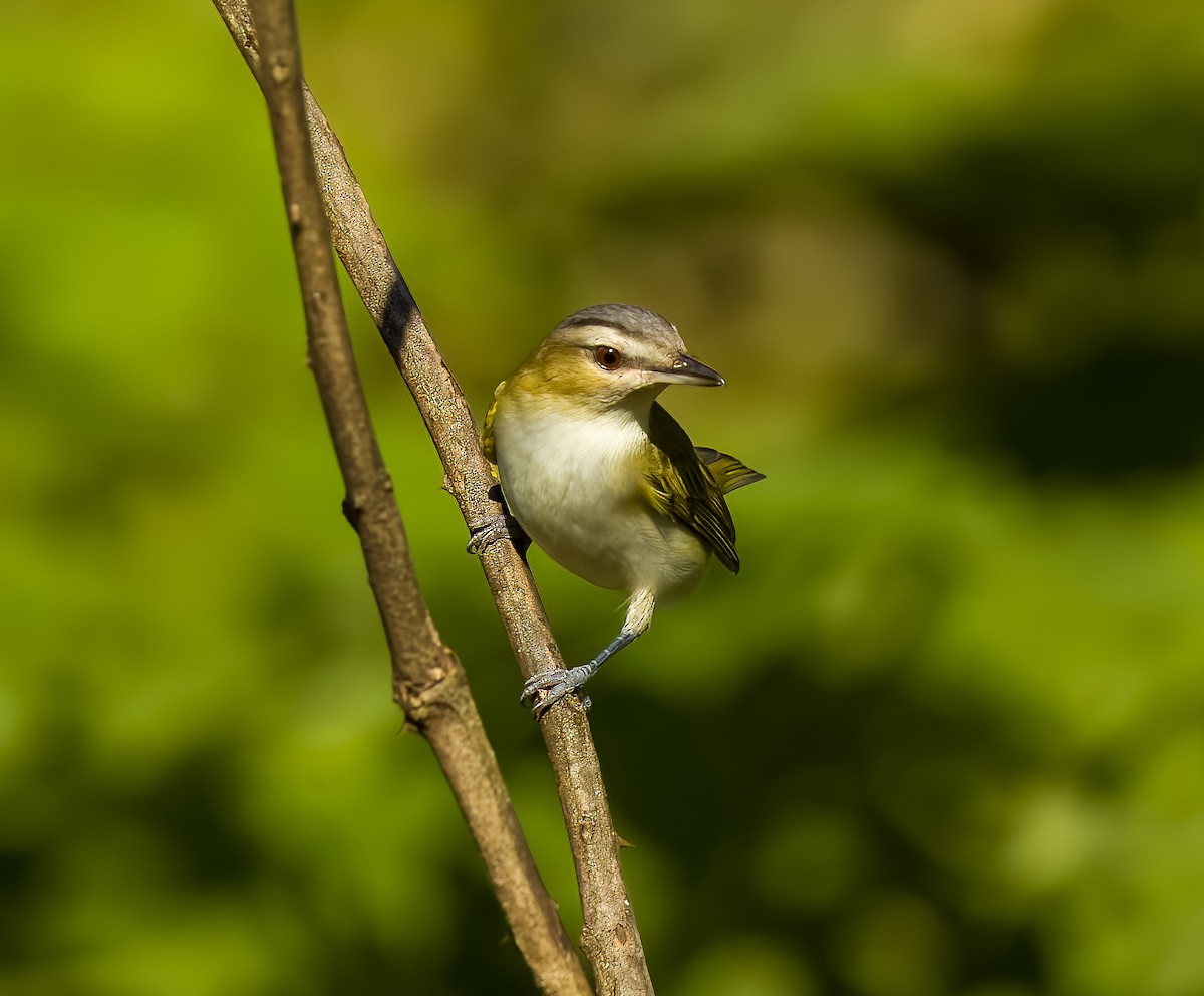 アカメモズモドキ - ML625370587