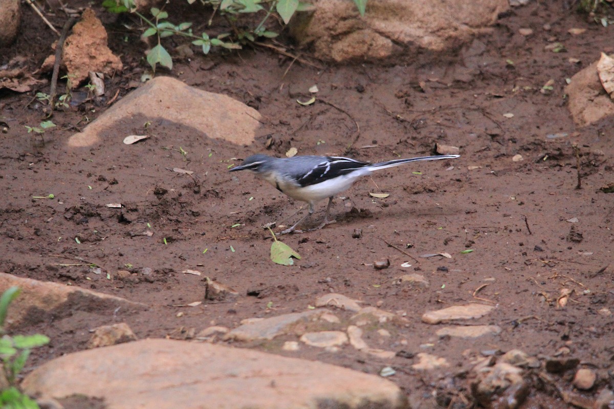 Mountain Wagtail - ML625370625