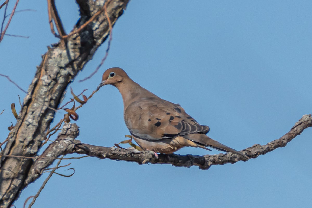 Mourning Dove - ML625370702