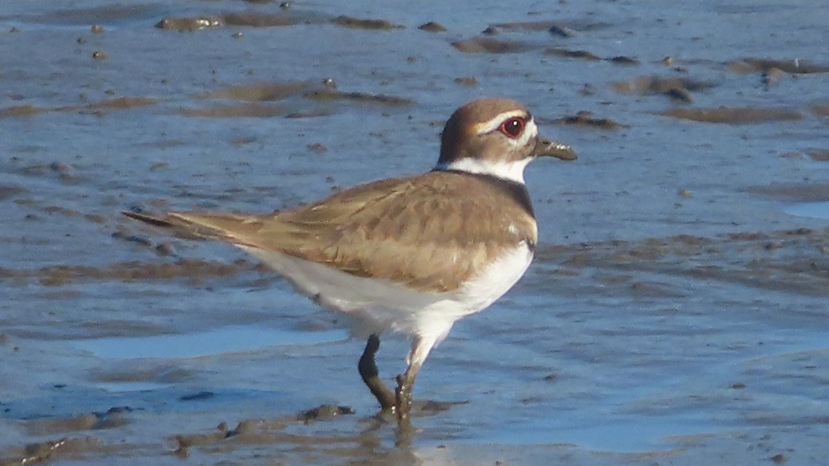 Killdeer - ML625370718