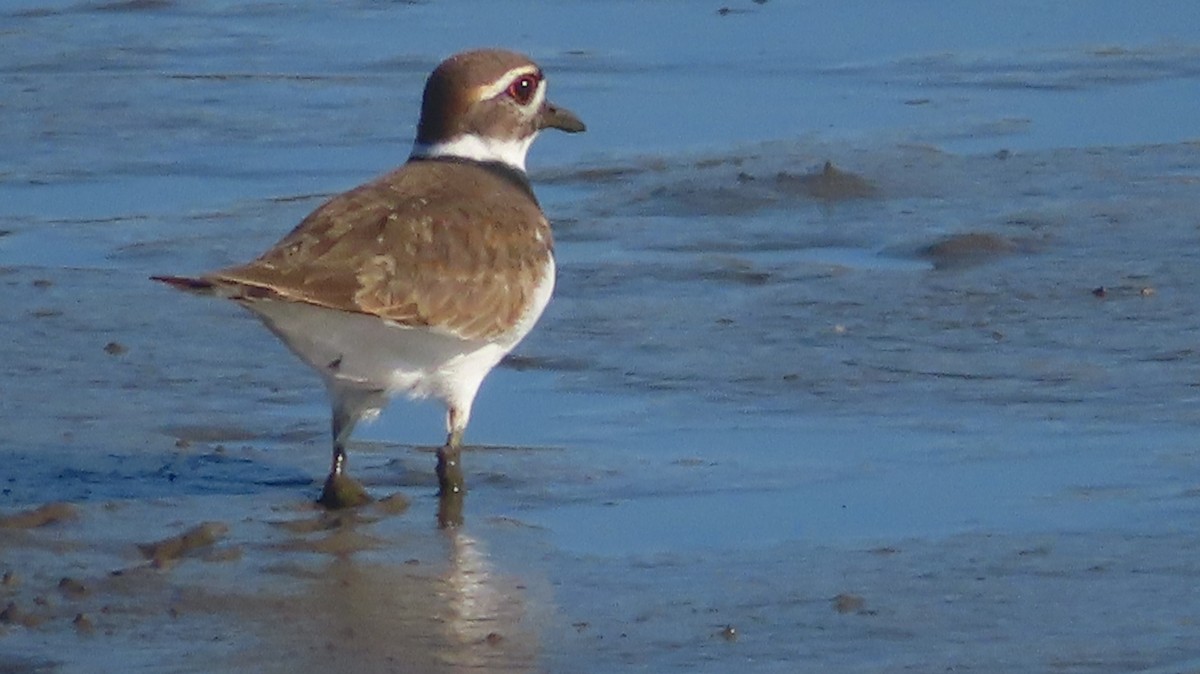 Killdeer - ML625370723