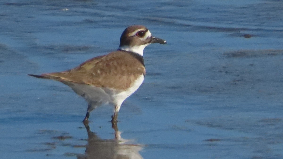 Killdeer - ML625370726