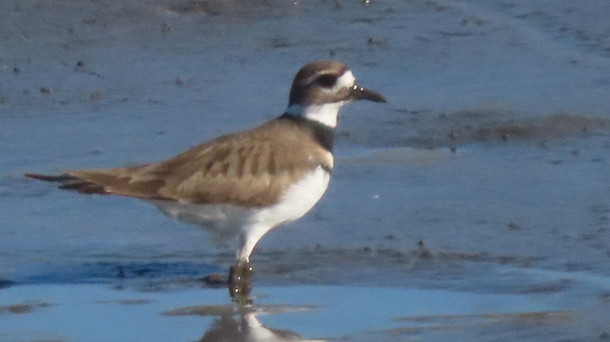 Killdeer - ML625370728