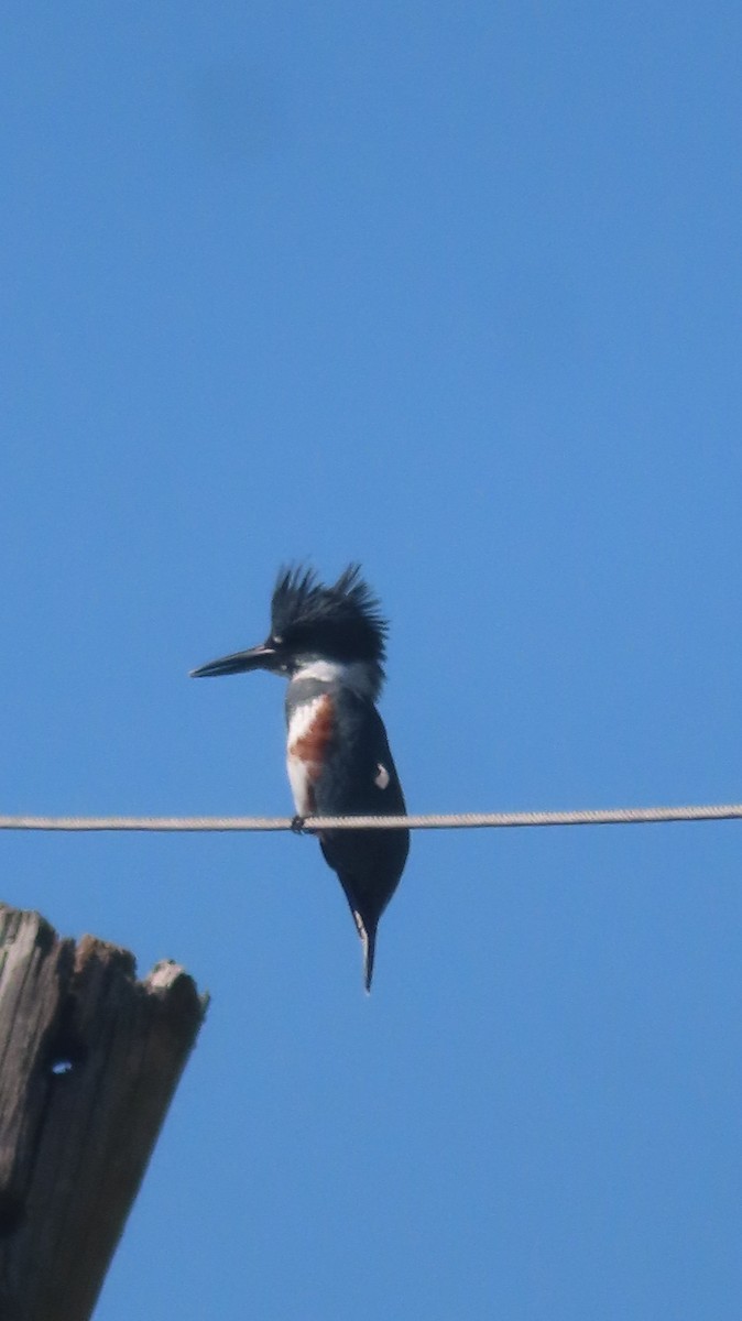 Belted Kingfisher - ML625370742