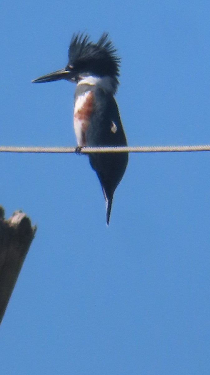 Belted Kingfisher - ML625370747