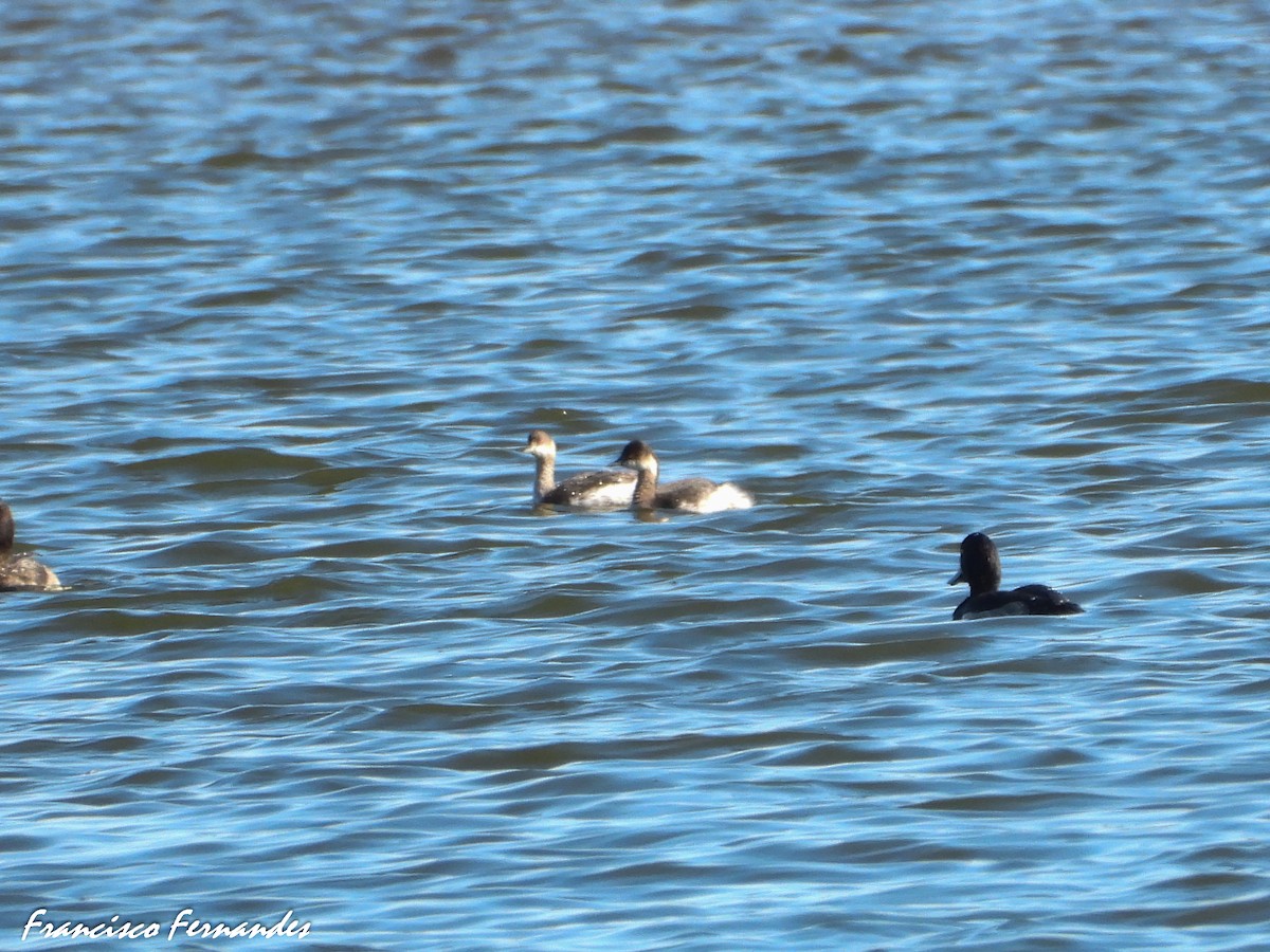 Eared Grebe - ML625370789