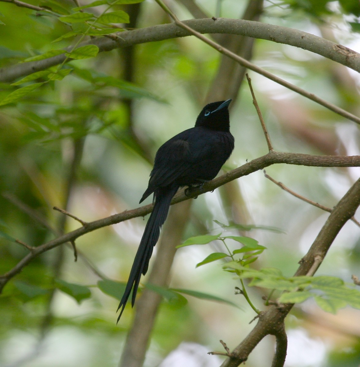 Seychelles Paradise-Flycatcher - ML625370795