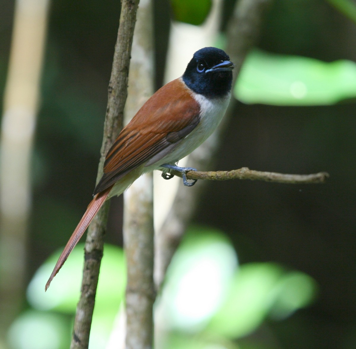 Seychelles Paradise-Flycatcher - ML625370796