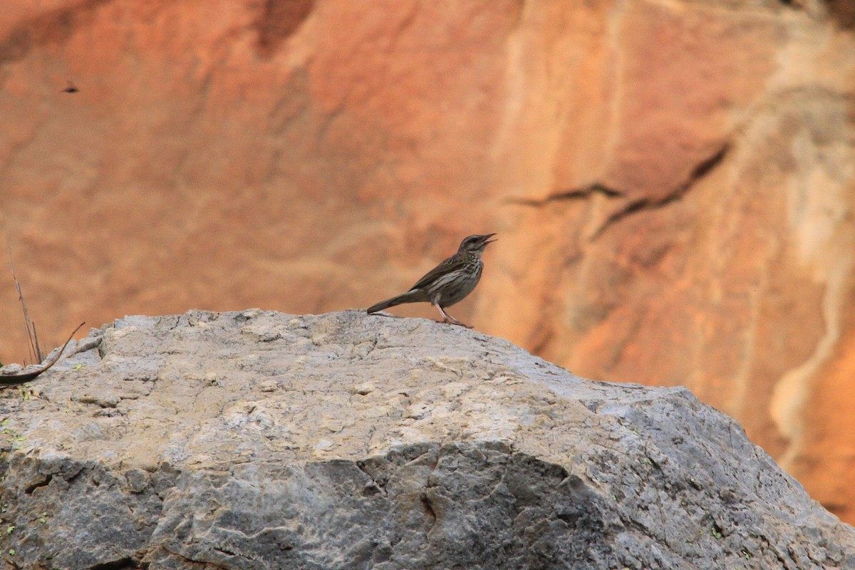 Striped Pipit - ML625370812