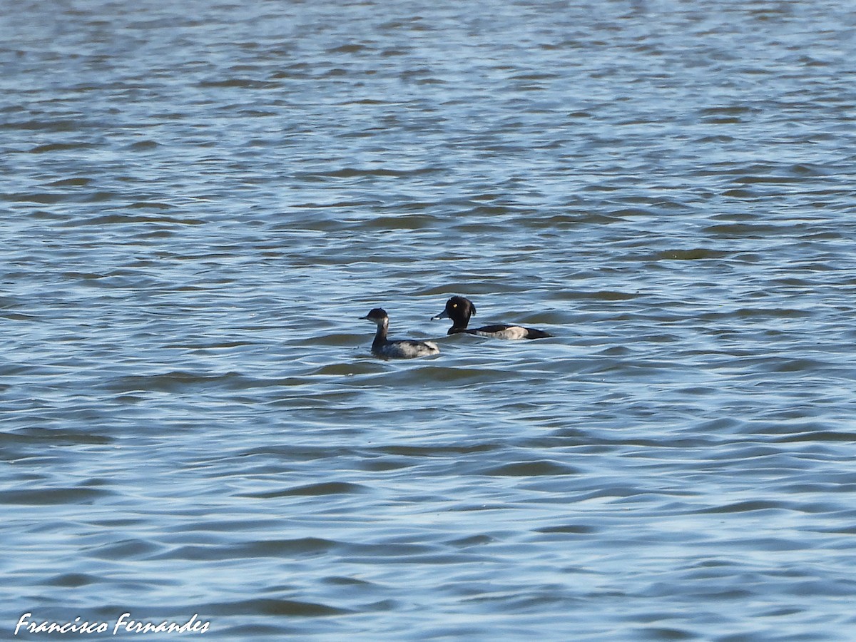 Eared Grebe - ML625370847